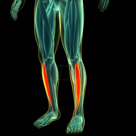 Foto de Sistema Muscular Humano Piernas Músculos Tibialis Anatomía de los músculos anteriores. 3D - Imagen libre de derechos