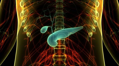 Téléchargez les photos : Organes internes humains Pancréas avec anatomie vésicale biliaire. 3D - en image libre de droit