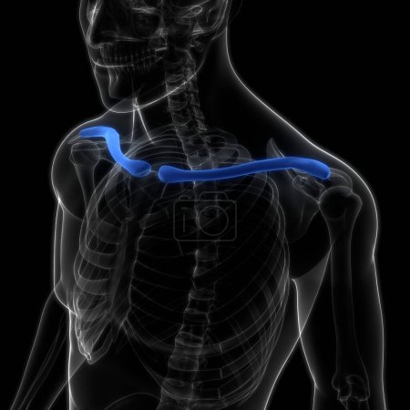Téléchargez les photos : Système squelettique humain Clavicule os articulations anatomie. 3D - en image libre de droit