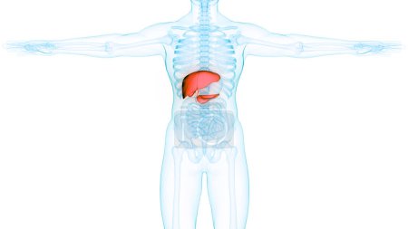 Téléchargez les photos : Foie d'organe digestif interne humain avec pancréas et anatomie de la vésicule biliaire. 3D - en image libre de droit