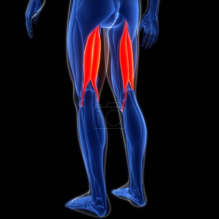 Foto de Sistema Muscular Humano Piernas Músculos Bíceps Femoris Cabeza Larga Músculos Anatomía. 3D - Imagen libre de derechos
