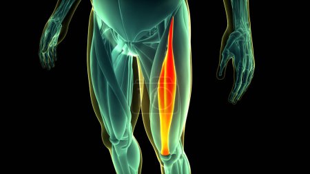 Foto de Sistema Muscular Humano Músculos de la pierna Anatomía de los músculos del recto femoral. 3D - Imagen libre de derechos
