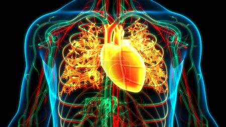 Human Circulatory System Heart Anatomy. 3D-stock-photo