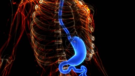 Foto de Anatomía del estómago del sistema digestivo humano. 3D - Imagen libre de derechos