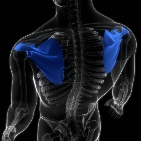 Photo for Human Skeleton System Pectoral (Shoulder) Girdle Bone Joints Anatomy. 3D - Royalty Free Image