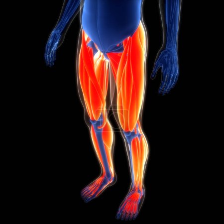 Photo for Human Muscular System Leg Muscles Anatomy. 3D - Royalty Free Image