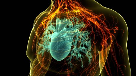 Photo for Human Circulatory System Heart Anatomy. 3D - Royalty Free Image