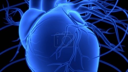Foto de Sistema Circulatorio Humano Anatomía del Corazón. 3D - Imagen libre de derechos