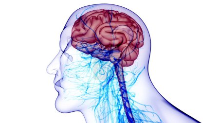 Foto de Órgano Central del Sistema Nervioso Humano Anatomía Cerebral. 3D - Imagen libre de derechos