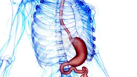 Téléchargez les photos : Système digestif humain anatomie de l'estomac. 3D - en image libre de droit