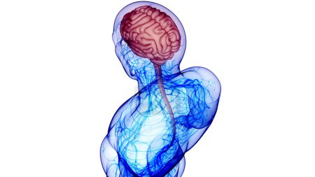 Téléchargez les photos : Organe central de l'anatomie cérébrale du système nerveux humain. 3D - en image libre de droit