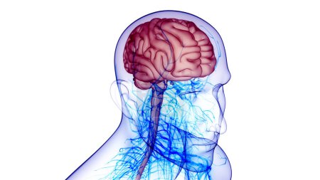 Photo for Central Organ of Human Nervous System Brain Anatomy. 3D - Royalty Free Image