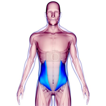 Foto de Sistema Muscular Humano Músculos del Torso Anatomía interna de los músculos oblicuos. 3D - Imagen libre de derechos