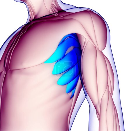Foto de Sistema muscular humano Serratus Anatomía de los músculos anteriores. 3D - Imagen libre de derechos