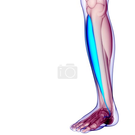 Téléchargez les photos : Muscles des jambes du système musculaire humain Anatomie des muscles antérieurs Tibialis. 3D - en image libre de droit