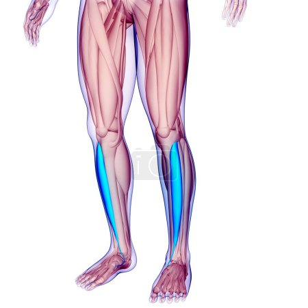 Foto de Músculos de la pierna del sistema muscular humano Tibialis Anatomía de los músculos anteriores. 3D - Imagen libre de derechos