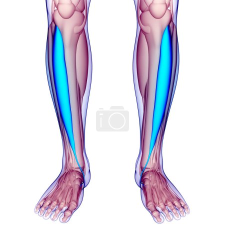 Foto de Músculos de la pierna del sistema muscular humano Tibialis Anatomía de los músculos anteriores. 3D - Imagen libre de derechos