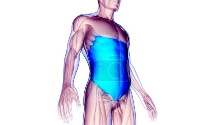 Foto de Sistema muscular humano Músculos del torso Anatomía oblicua externa. 3D - Imagen libre de derechos