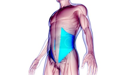 Téléchargez les photos : Système musculaire humain Muscles du torse Anatomie interne des muscles obliques. 3D - en image libre de droit