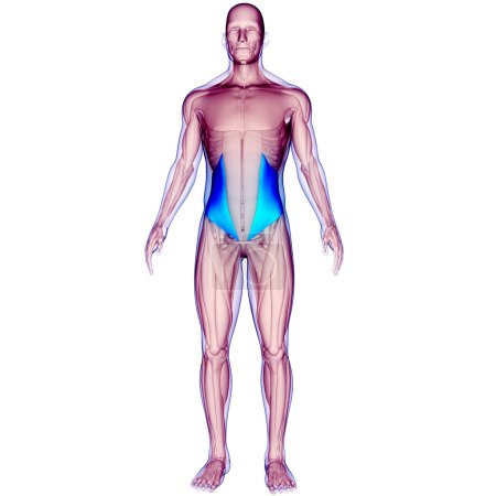 Téléchargez les photos : Système musculaire humain Muscles du torse Anatomie interne des muscles obliques. 3D - en image libre de droit