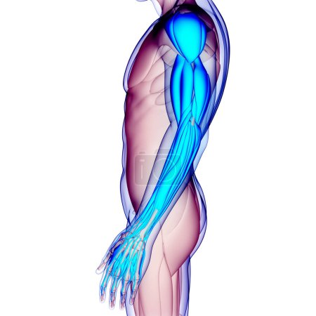 Téléchargez les photos : Système musculaire humain Anatomie des muscles des mains. 3D - en image libre de droit