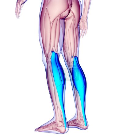 Photo for Human Muscular System Leg Muscles Gastrocnemius Muscles Anatomy. 3D - Royalty Free Image