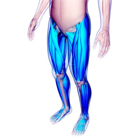 Téléchargez les photos : Système musculaire humain Anatomie des muscles des jambes. 3D - en image libre de droit