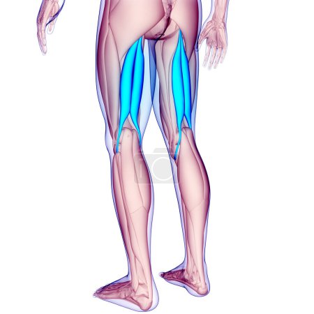 Photo for Human Muscular System Leg Muscles Biceps Femoris Long Head Muscles Anatomy. 3D - Royalty Free Image