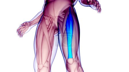 Téléchargez les photos : Système musculaire humain Muscles des jambes Rectus Femoris Muscles Anatomie. 3D - en image libre de droit