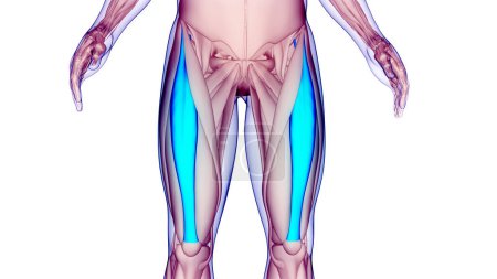 Téléchargez les photos : Système musculaire humain Muscles des jambes Rectus Femoris Muscles Anatomie. 3D - en image libre de droit