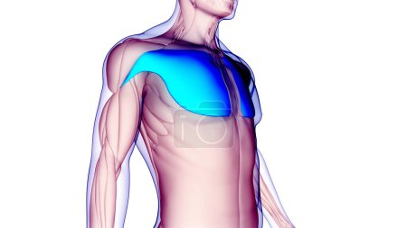 Téléchargez les photos : Système musculaire humain Muscles du torse Anatomie des muscles pectoraux. 3D - en image libre de droit