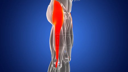 Téléchargez les photos : Système musculaire humain Muscles des jambes Tenseur Fasciae Latae Anatomie des muscles. 3D - en image libre de droit