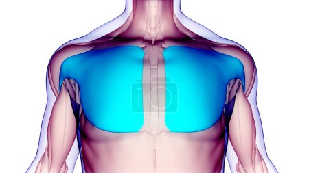 Foto de Músculos del torso del sistema muscular humano Anatomía de los músculos pectorales. 3D - Imagen libre de derechos