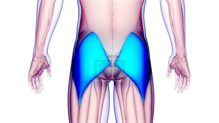 Foto de Sistema Muscular Humano Músculos de la Pierna Gluteus Maximus Anatomía Muscular. 3D - Imagen libre de derechos