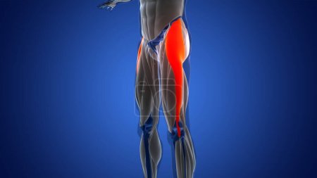 Téléchargez les photos : Système musculaire humain Muscles des jambes Tenseur Fasciae Latae Anatomie des muscles. 3D - en image libre de droit