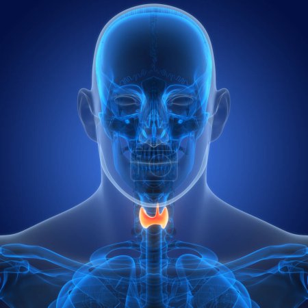 Foto de Human Body Glands Thyroid Gland Anatomy (en inglés). 3D - Imagen libre de derechos