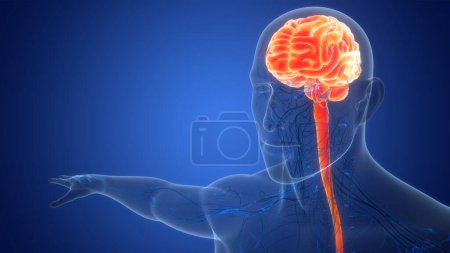 Téléchargez les photos : Organe central de l'anatomie cérébrale du système nerveux humain. 3D - en image libre de droit