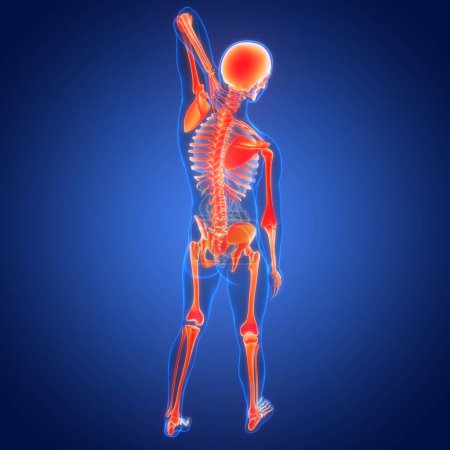 Téléchargez les photos : Anatomie des douleurs articulaires osseuses du système squelettique humain. 3D - en image libre de droit