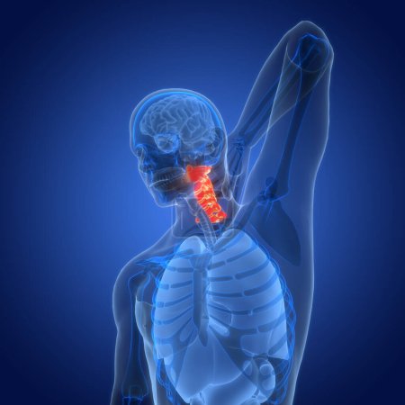 Foto de Columna vertebral Columna vertebral Vértebras cervicales de la anatomía del sistema esquelético humano. 3D - Imagen libre de derechos
