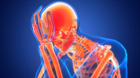 Téléchargez les photos : Anatomie des douleurs articulaires osseuses du système squelettique humain. 3D - en image libre de droit