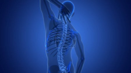 Téléchargez les photos : Douleur dans la colonne vertébrale de la moelle épinière de l'anatomie du système squelettique humain. 3D - en image libre de droit