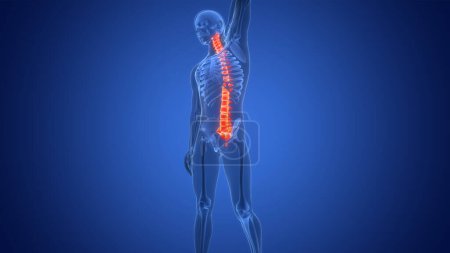 Téléchargez les photos : Douleur dans la colonne vertébrale de la moelle épinière de l'anatomie du système squelettique humain. 3D - en image libre de droit