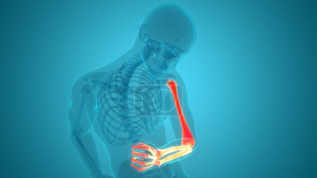 Téléchargez les photos : Système squelettique humain Anatomie des articulations osseuses de la main. 3D - en image libre de droit