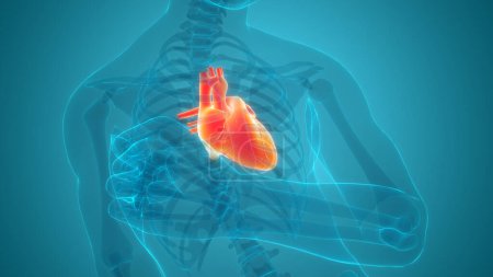 Foto de Human Circulatory System Heart Anatomy Animation Concept (en inglés). 3D - Imagen libre de derechos