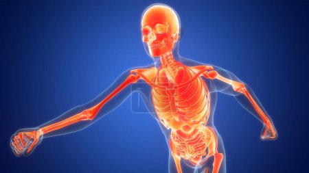 Photo for Human Skeleton System Bones Joints Anatomy. 3D - Royalty Free Image