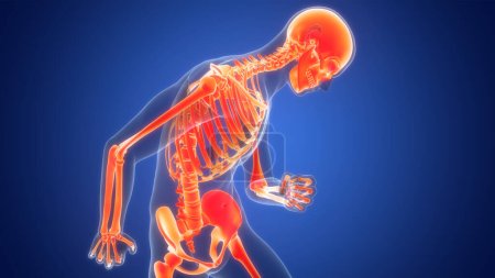 Photo for Human Skeleton System Bones Joints Anatomy. 3D - Royalty Free Image