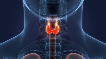 Téléchargez les photos : Human Body Glands Thyroid Gland Anatomy. 3d - en image libre de droit