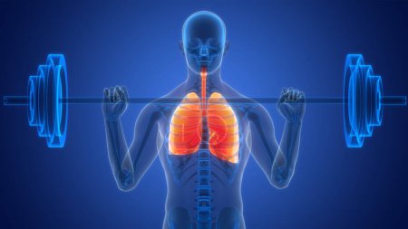 Téléchargez les photos : Anatomie pulmonaire du système respiratoire humain. 3D - en image libre de droit