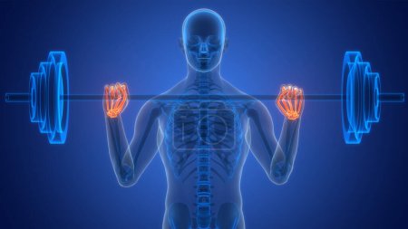Téléchargez les photos : Système squelettique humain mains os articulations anatomie. 3D - en image libre de droit