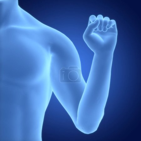 Photo for Human Body Folding Hand Fingers Anatomy. 3D - Royalty Free Image